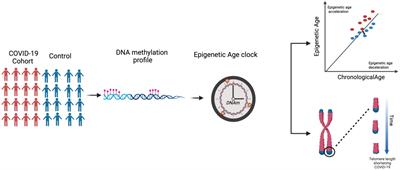 The impact of COVID-19 on “biological aging”